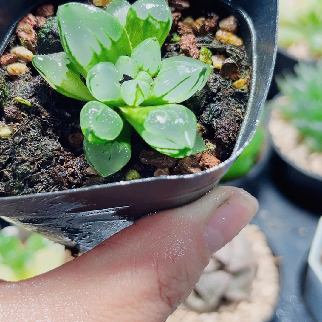 圣诞蜡烛带万象盆多肉植物