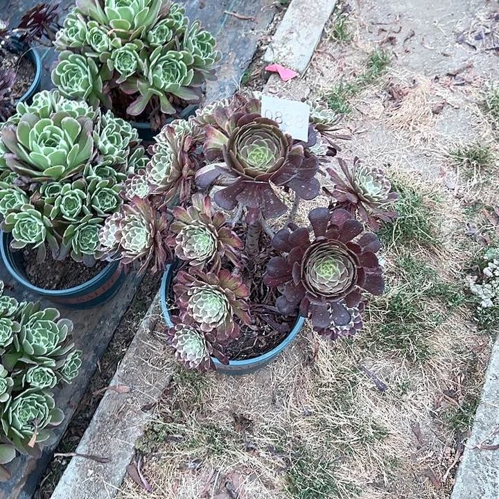 0838水墨画多肉植物