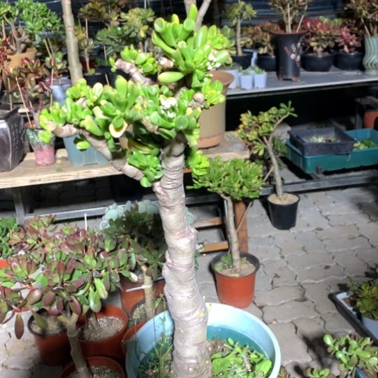 妙*奇C50马蹄脱土发货