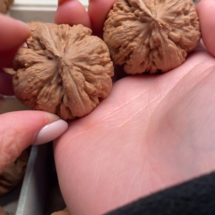 年***代霸王龙全品无修一刀没动