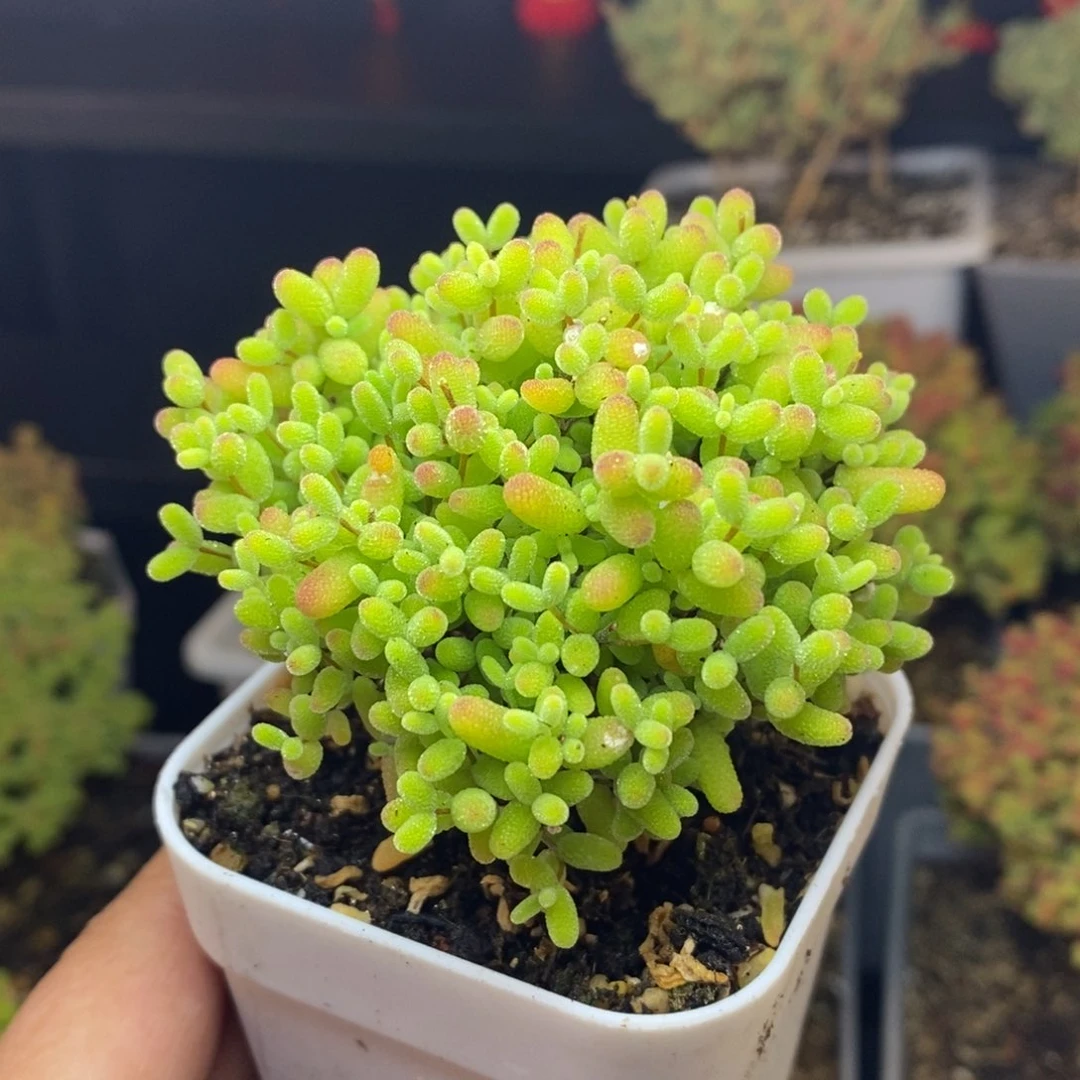 405号蜜橘糖球枝干