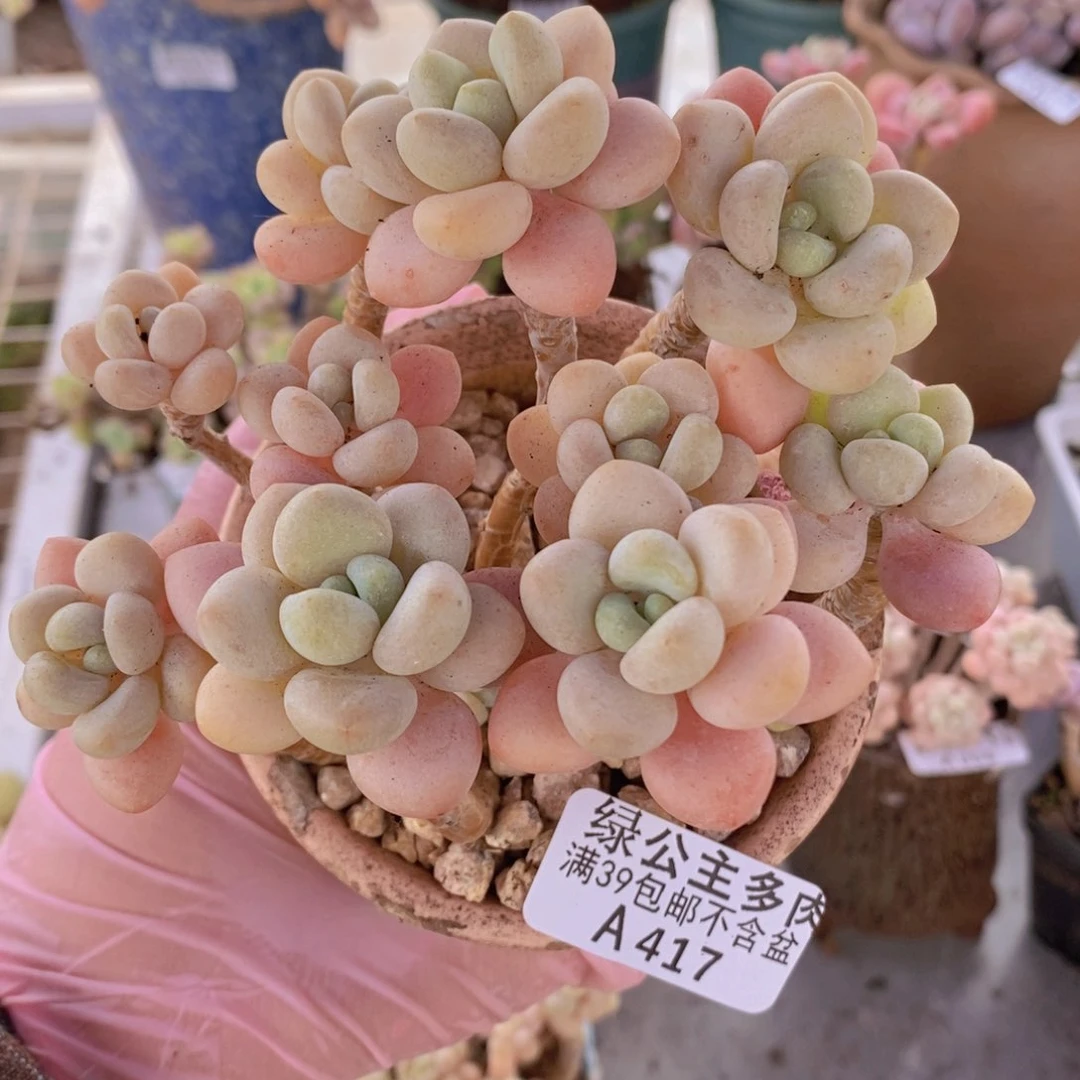 白奶糖老桩10cm417多肉植物