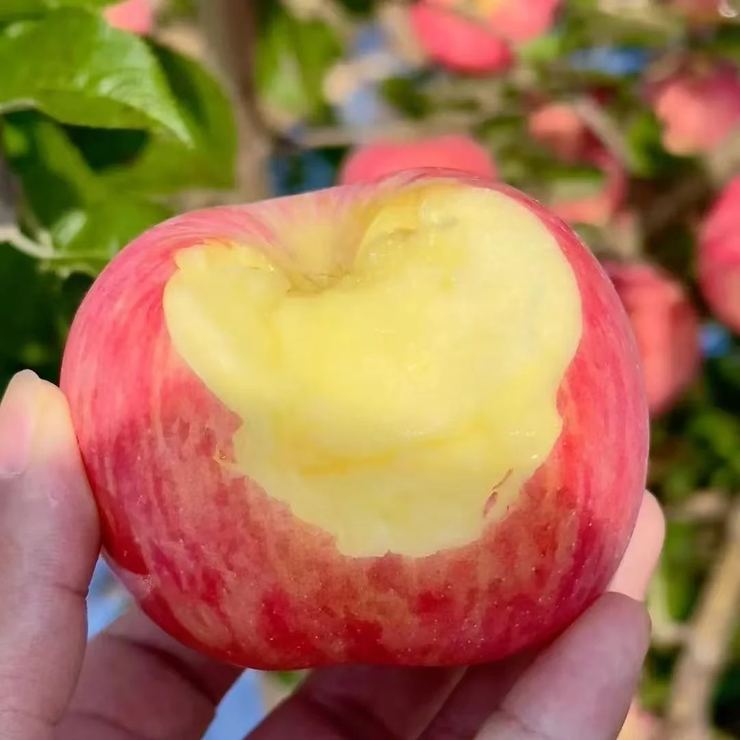 【新品上新】山东正宗红富士新鲜水果孕妇应季水果嘎嘣脆