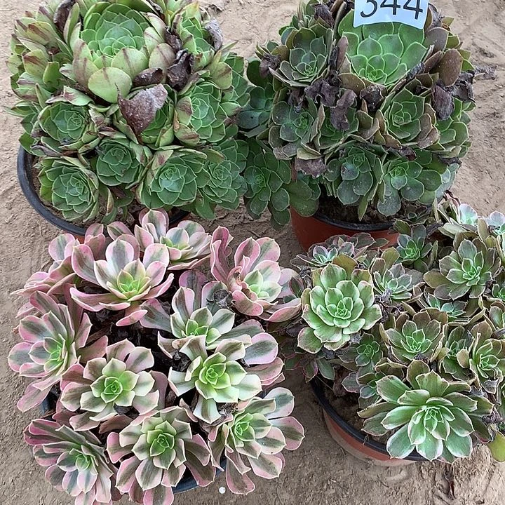 无花朵344四颗多肉植物组合