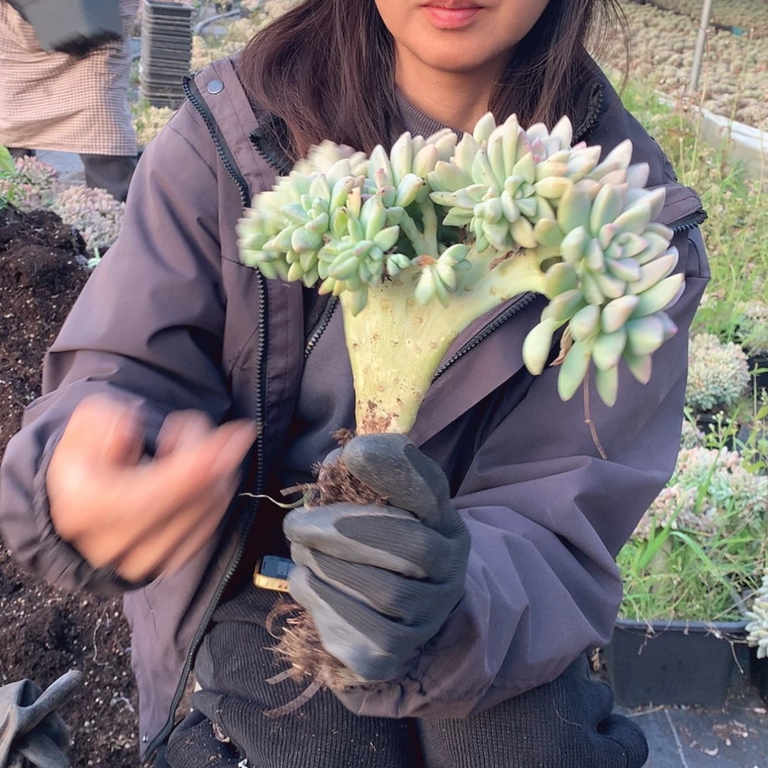 316 淡雪缀 一物一拍