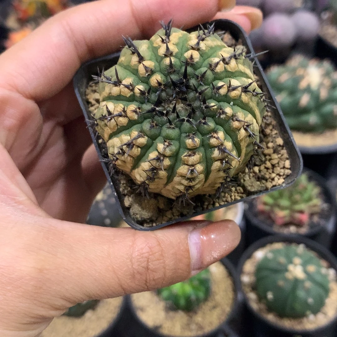 实生根锈斑黑刺凤头