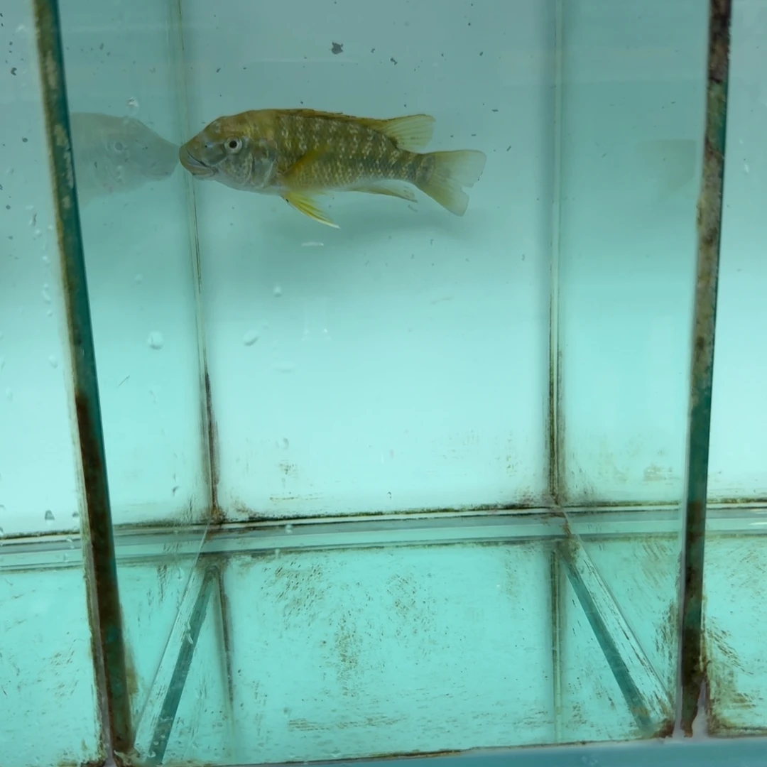氿***乐海水卡桑加绿龙母 1004。