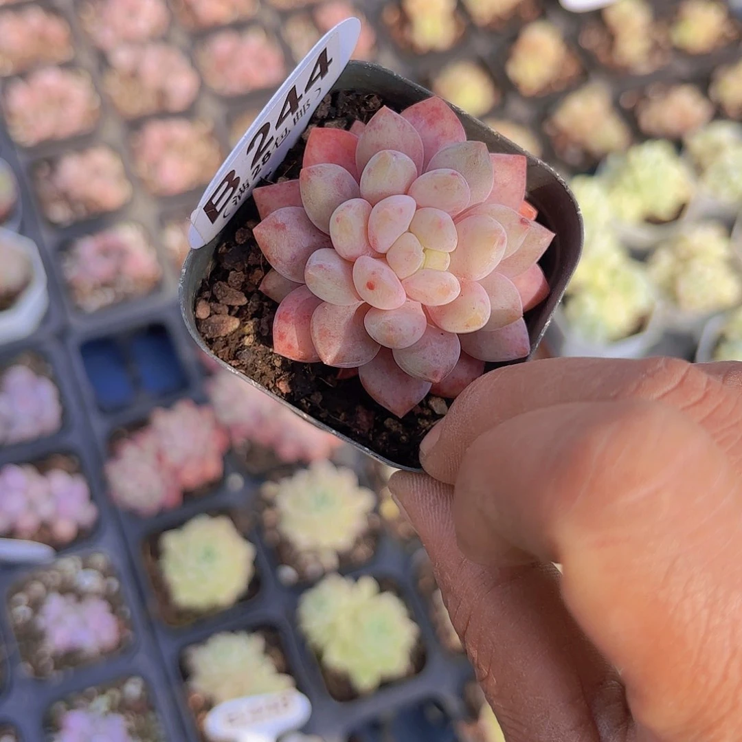 B244半夏一物一拍