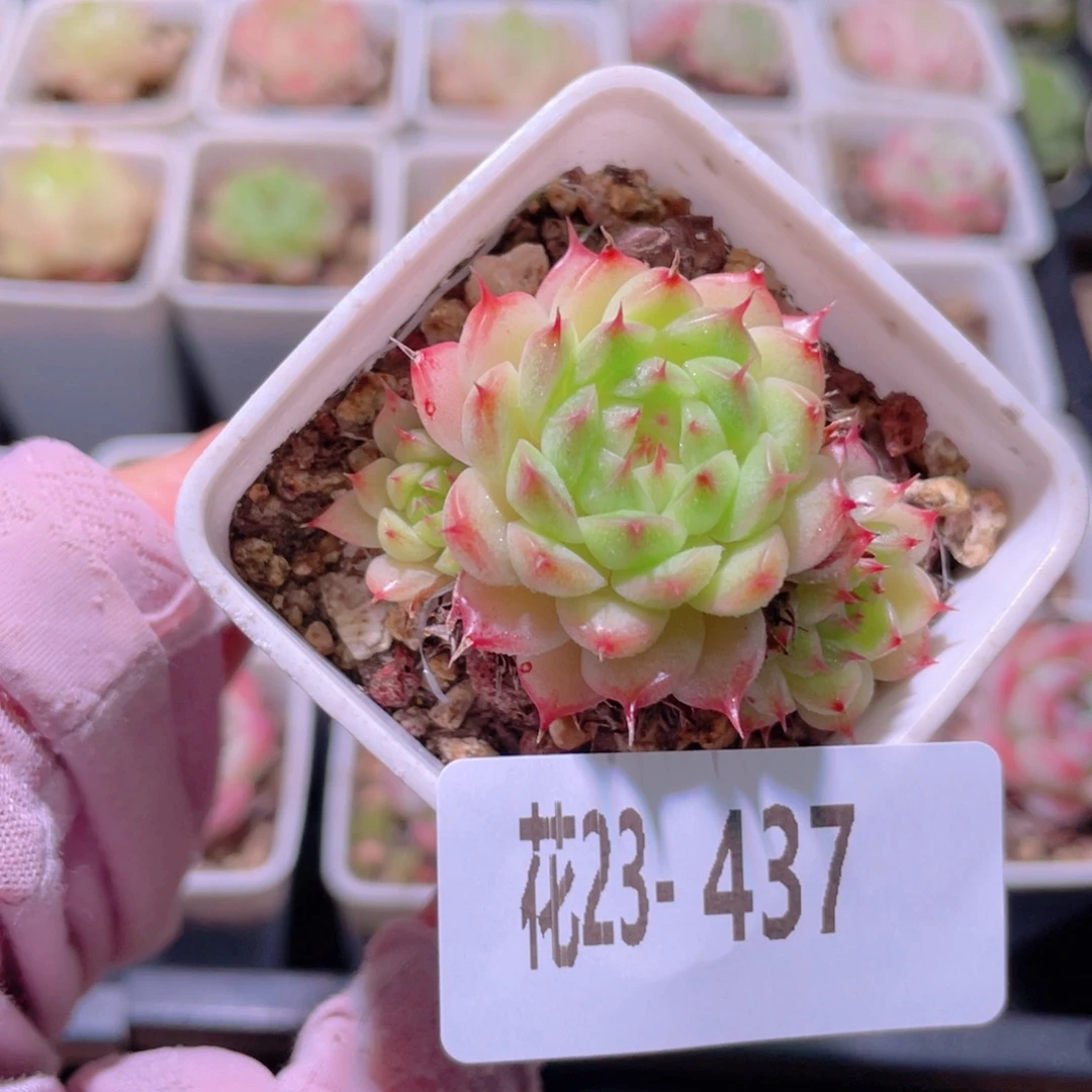 花利美23-437海王