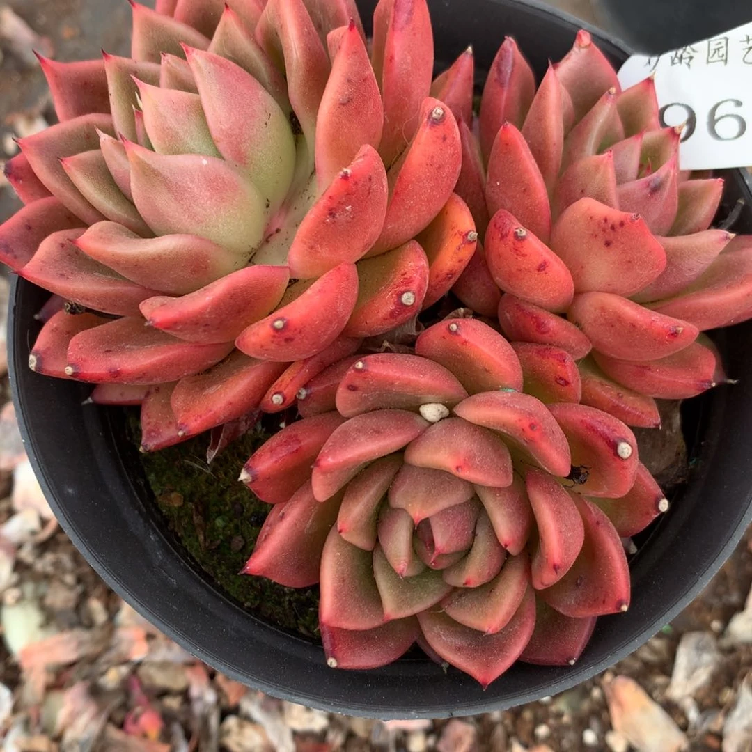 6961杂交多肉老桩