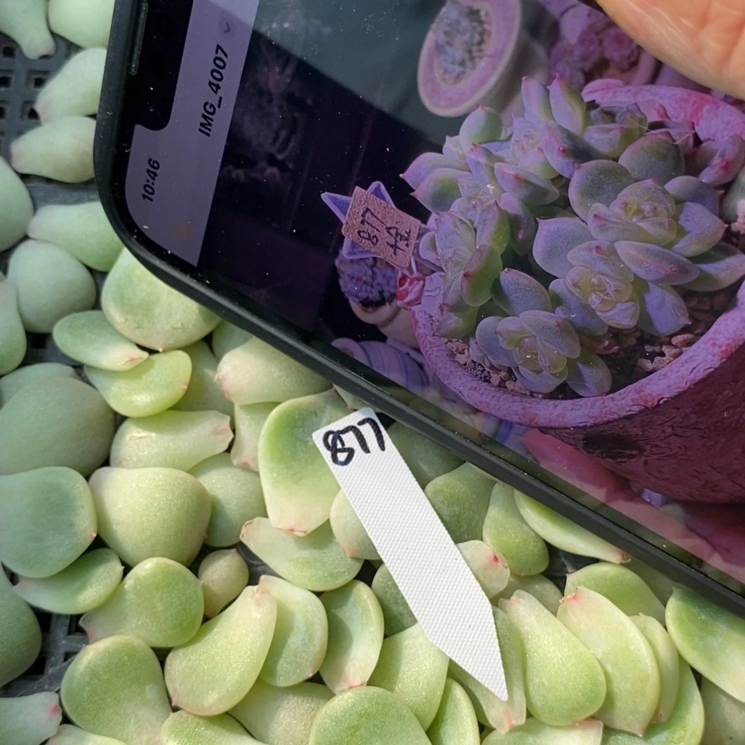 纯叶片甜心877叶片一个