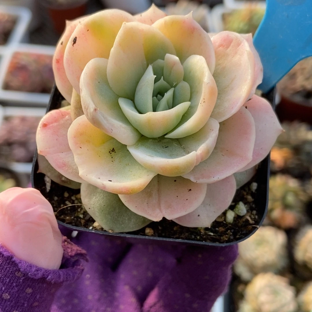 857蓝色惊喜锦多肉植物