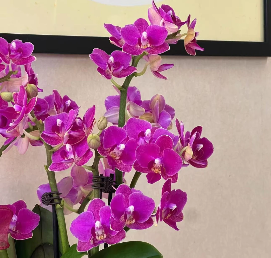 【李先生】满堂红单花剑！！蝴蝶兰带花发货原盆原土发货
