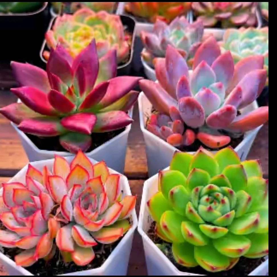 【满 9.9 包邮】五彩缤纷菲欧娜多头  月亮石   奥普  罗卡带黑盆