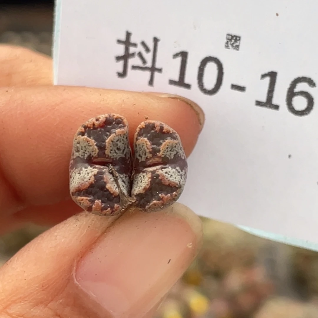 10-167勋章多肉植物