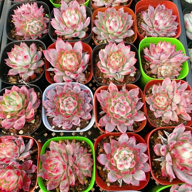 太子妃6.5cm盆【满9.9包邮】多肉植物以直播间展示为主