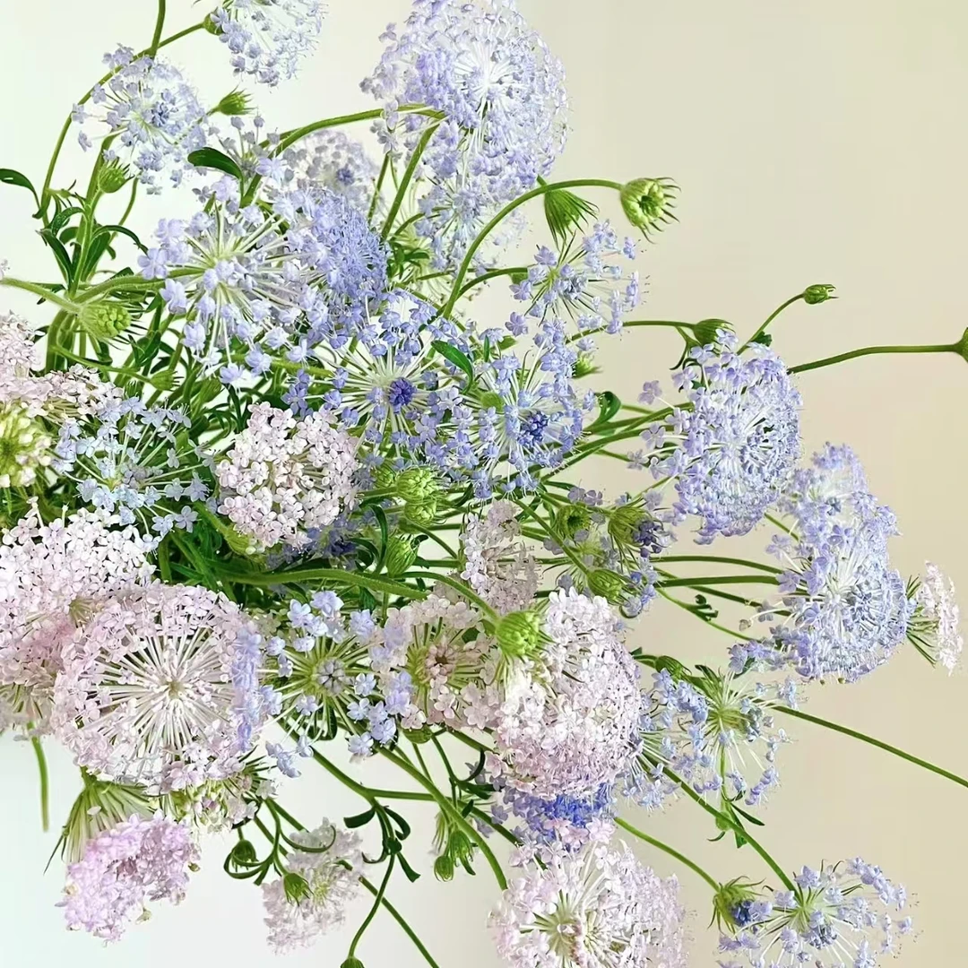 【翠珠（10~15枝）】1单中通包邮2单升级顺丰冷链-云南鲜花