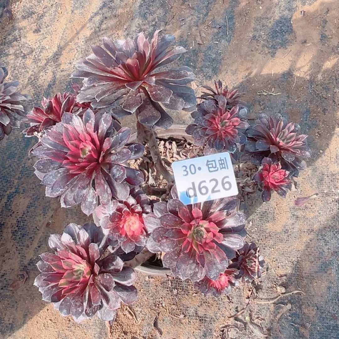 626处理黑天鹅多肉法师