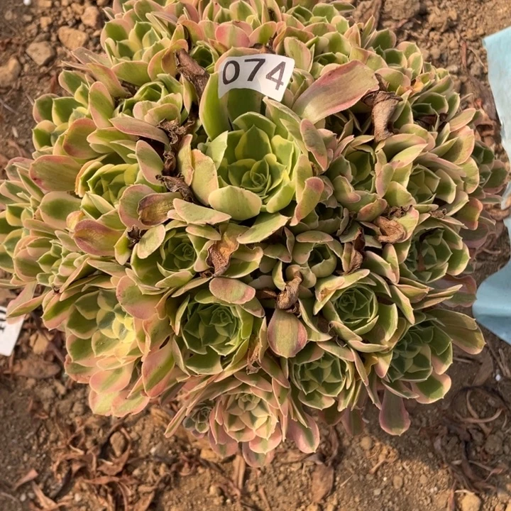 无花朵074多肉植物妖月