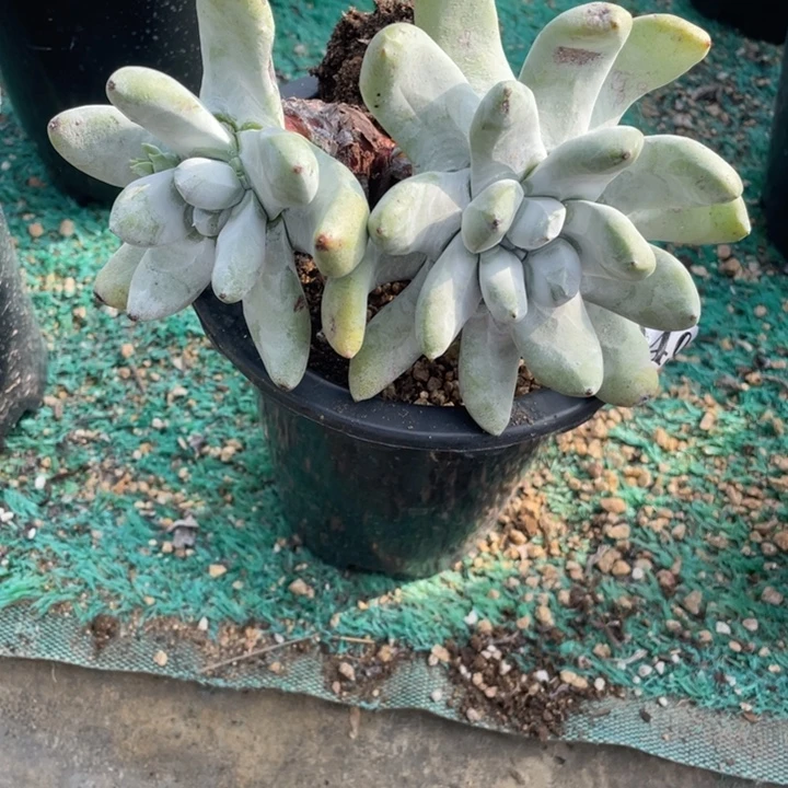 星***星 949号拇指多肉植物