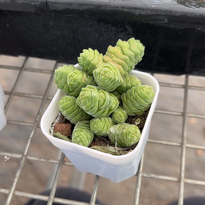 我也不知道我为什么要