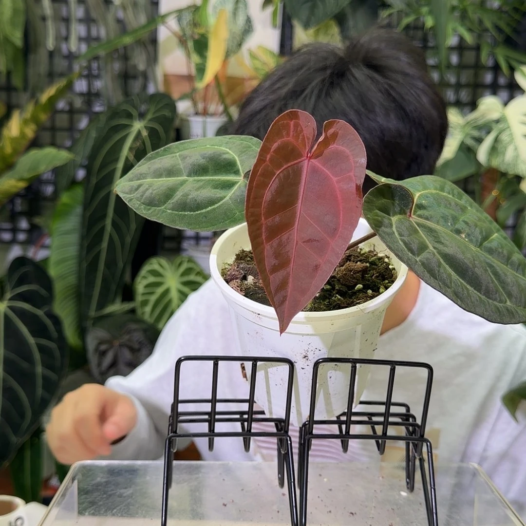 完全开放I35  紫水晶杂印尼寡妇