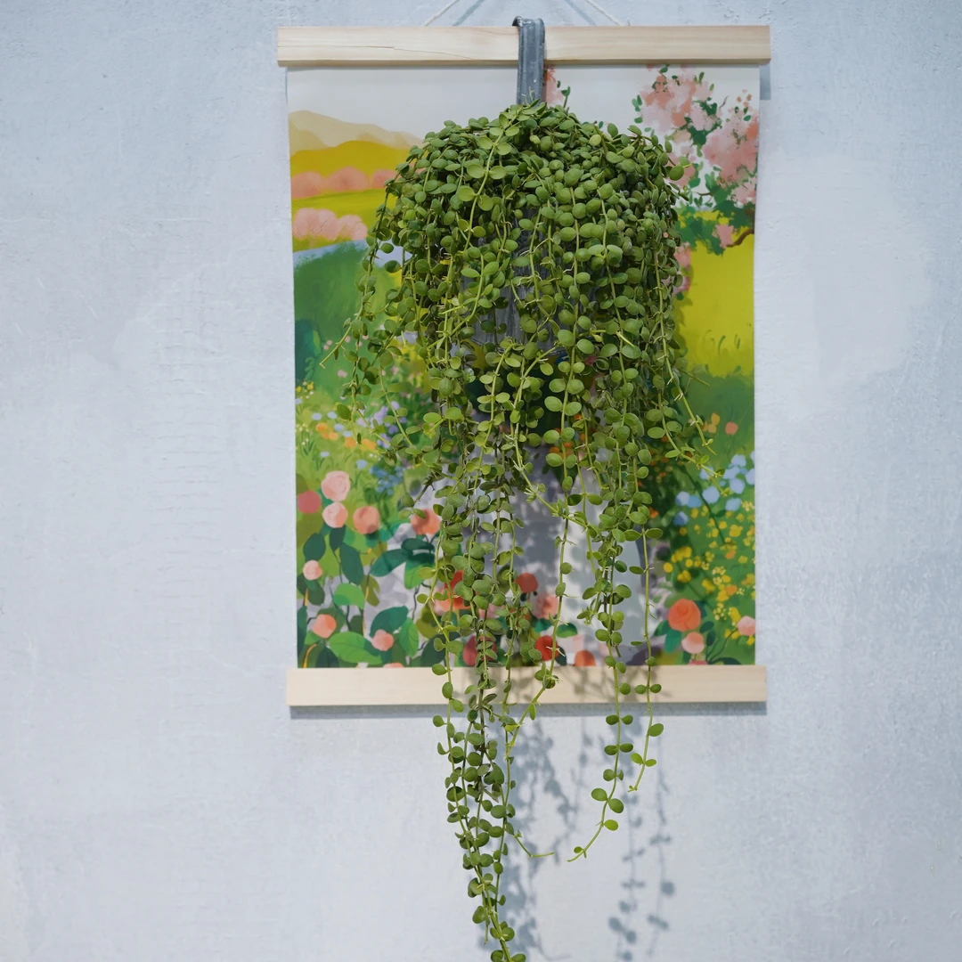 泰国佛珠吊兰多肉小盆栽带盆发货悬挂垂吊室内阳台绿植泰国