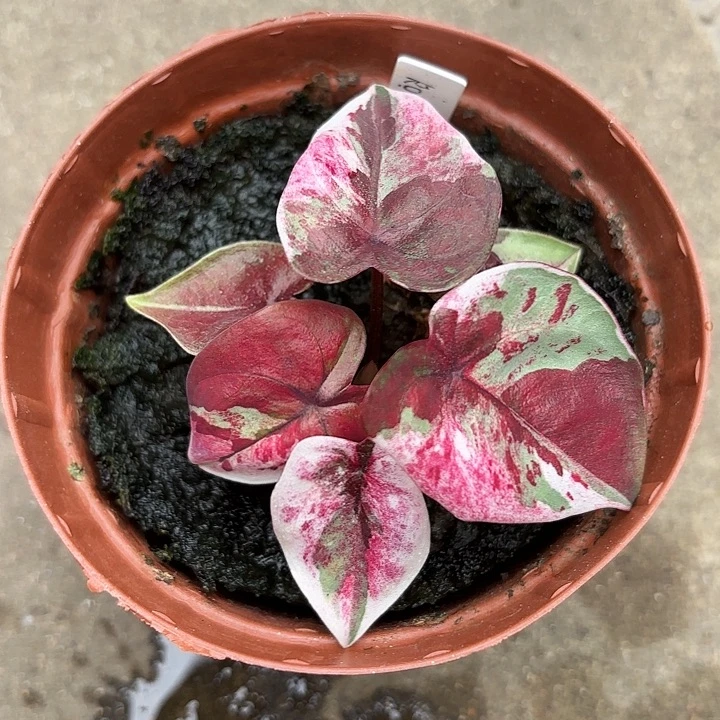 夏***至8-1029变异魔广东