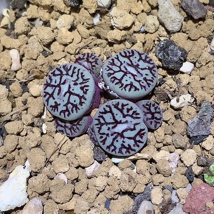 精品多肉植物太枝纹墨