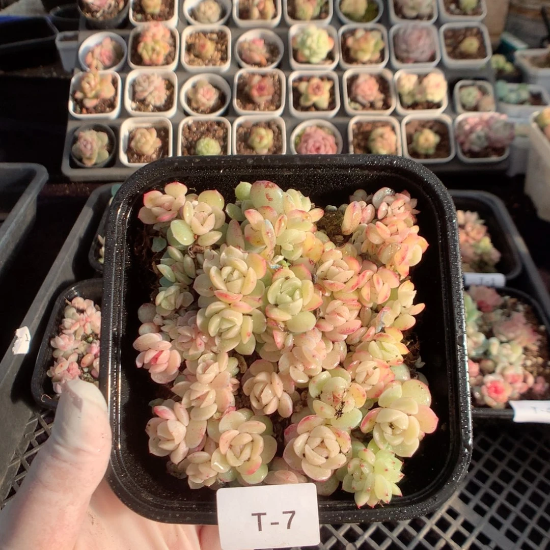 无花朵T7英语英语