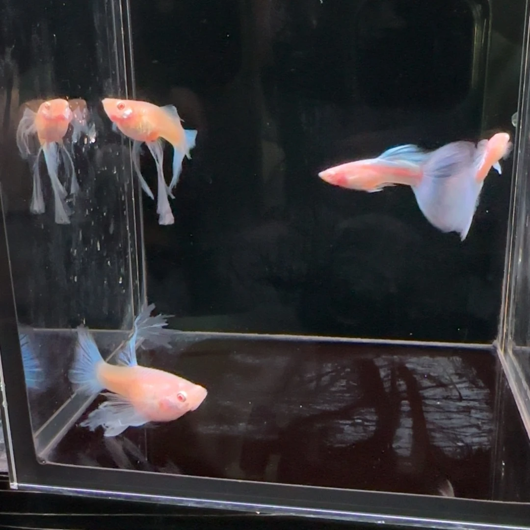 孔雀鱼蓝白绣球1对