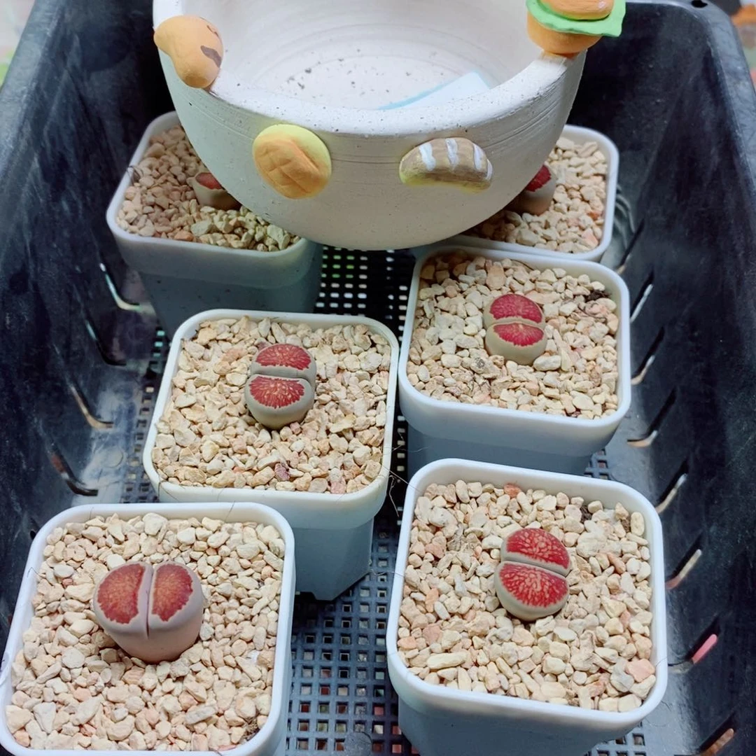 诗****生石花花花花花花花花144