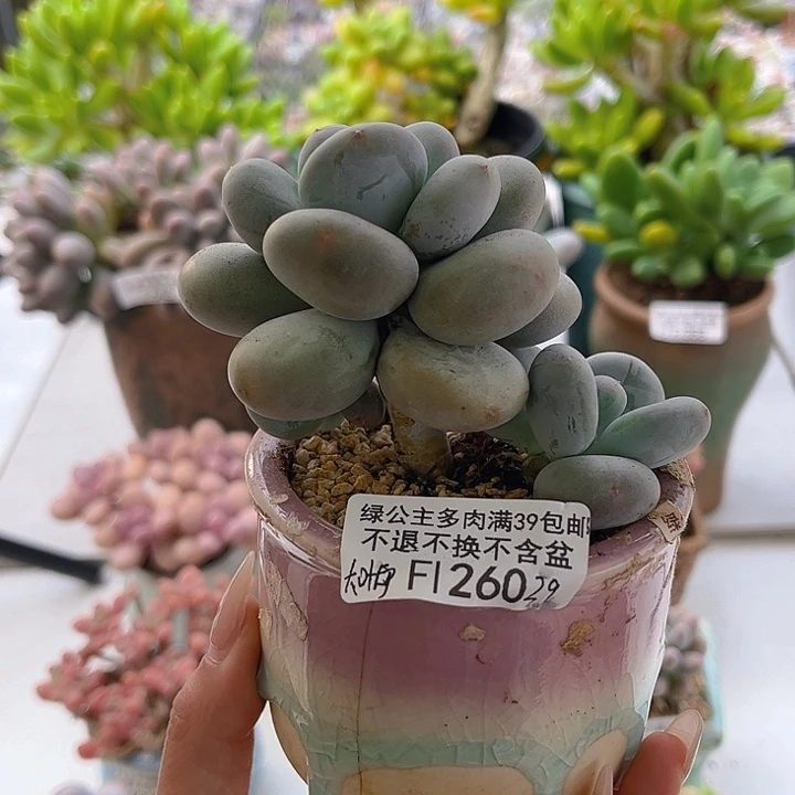 完全开放260-大叶奶9cm