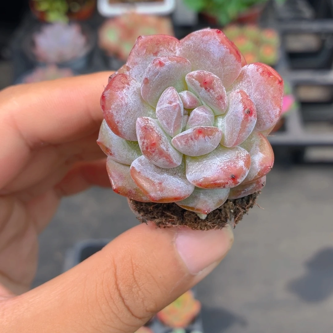 石榴籽多肉9.9包邮发货