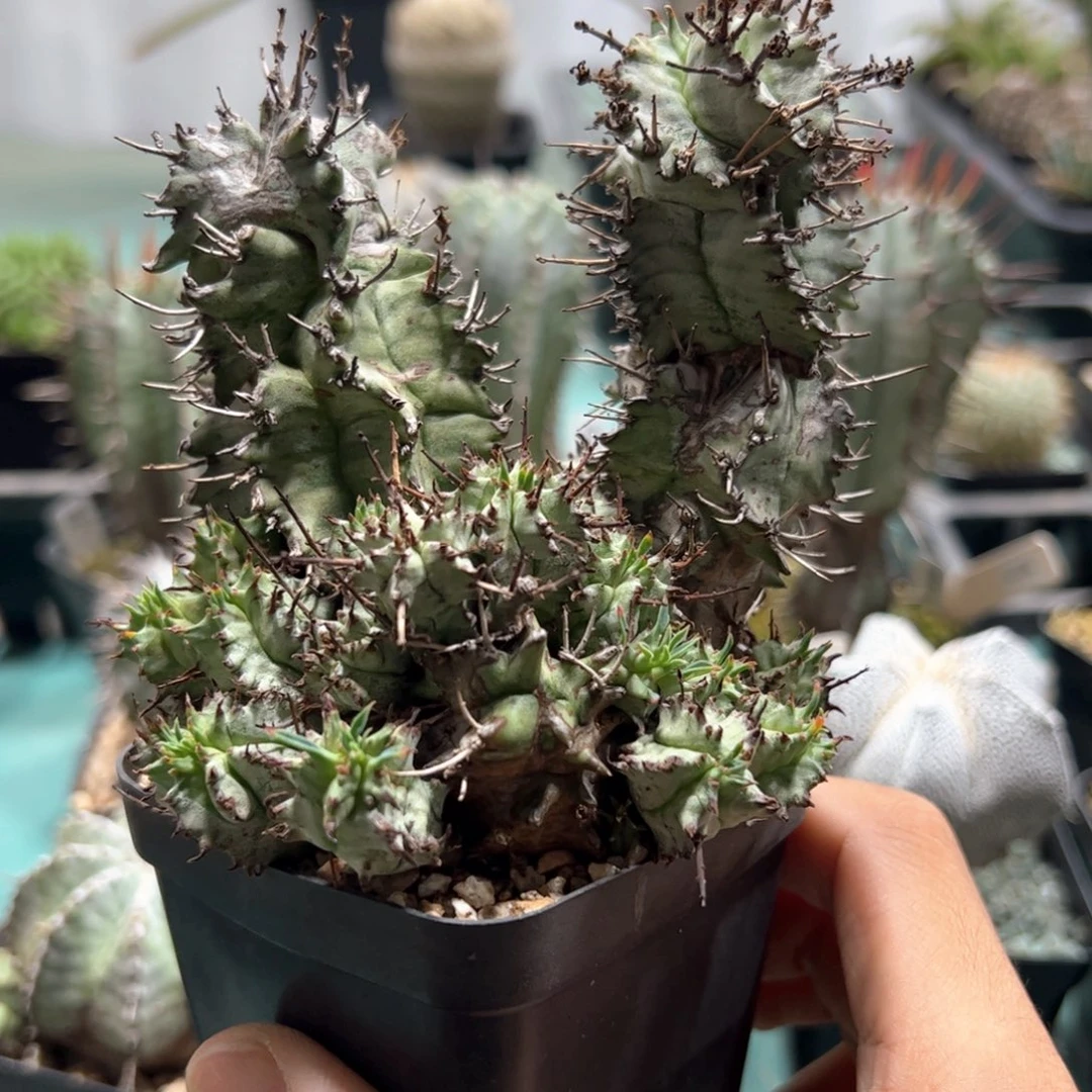 肋骨魁伟玉 侧芽繁殖蛭石填充发货