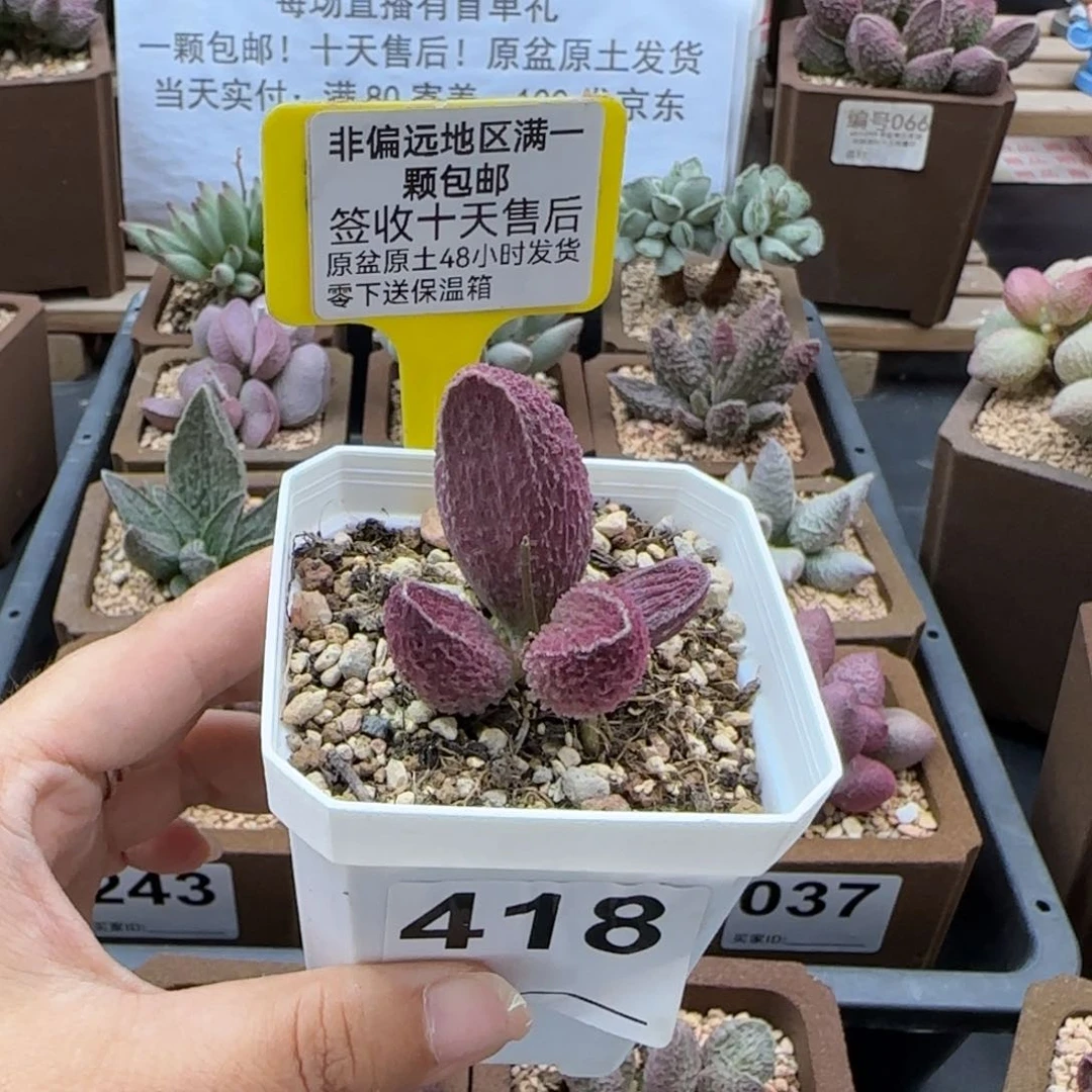 418胖伍多肉植物