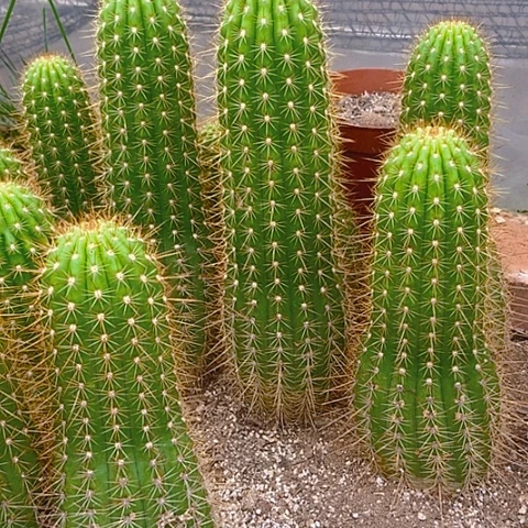 7****仙人掌杏光辉35 cm左右一个