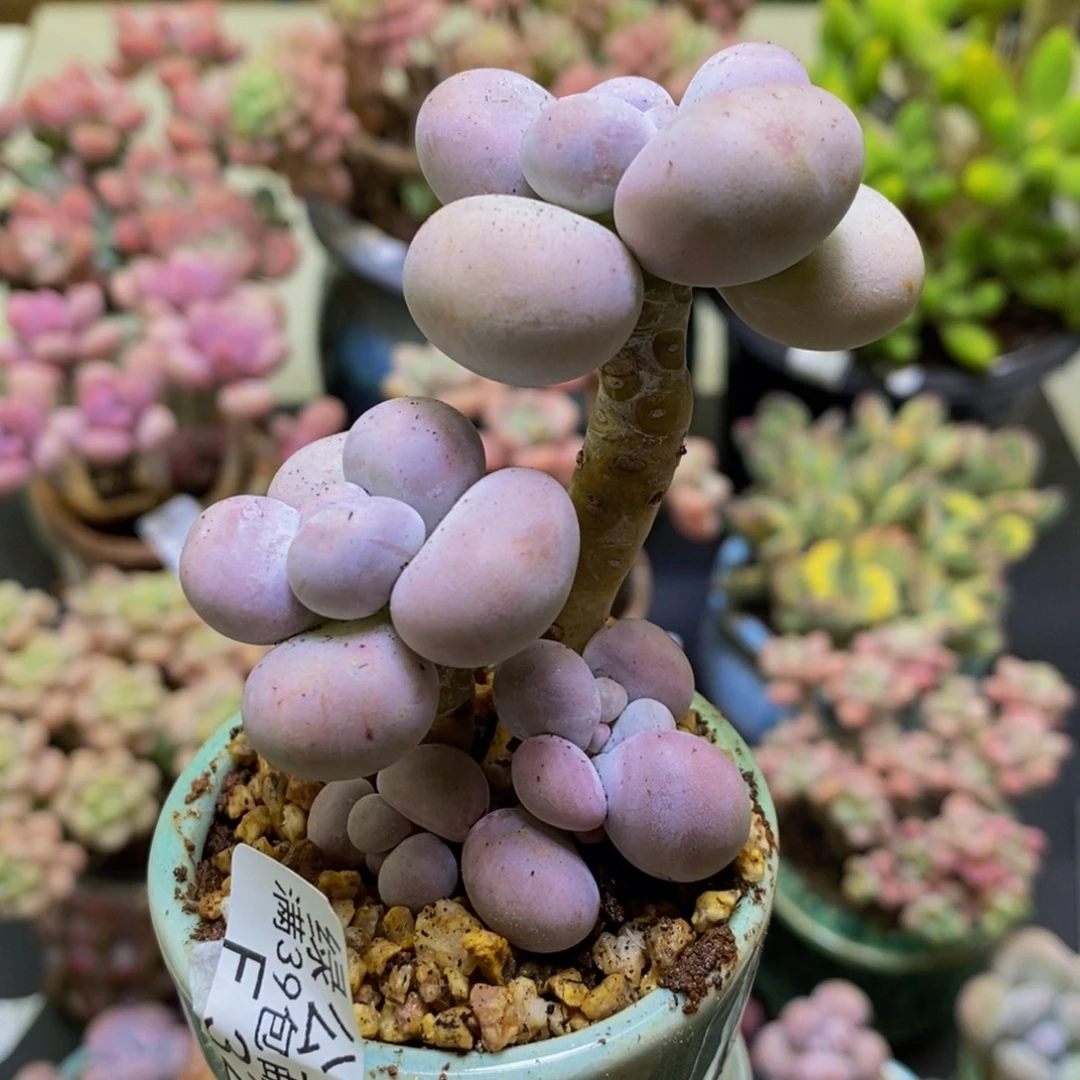 320芭比奶酪5cm多肉
