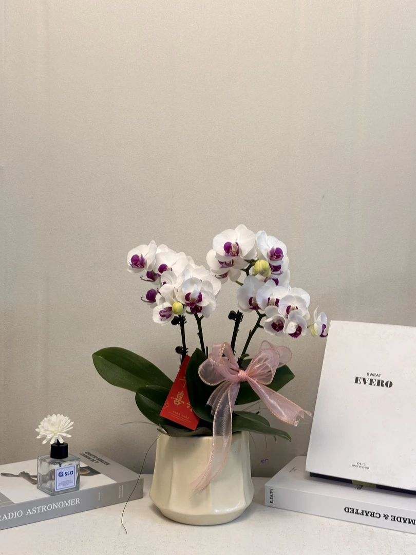 蝴蝶兰 【雪域】真花 秋冬耐寒花卉 四季开花 多样性发货