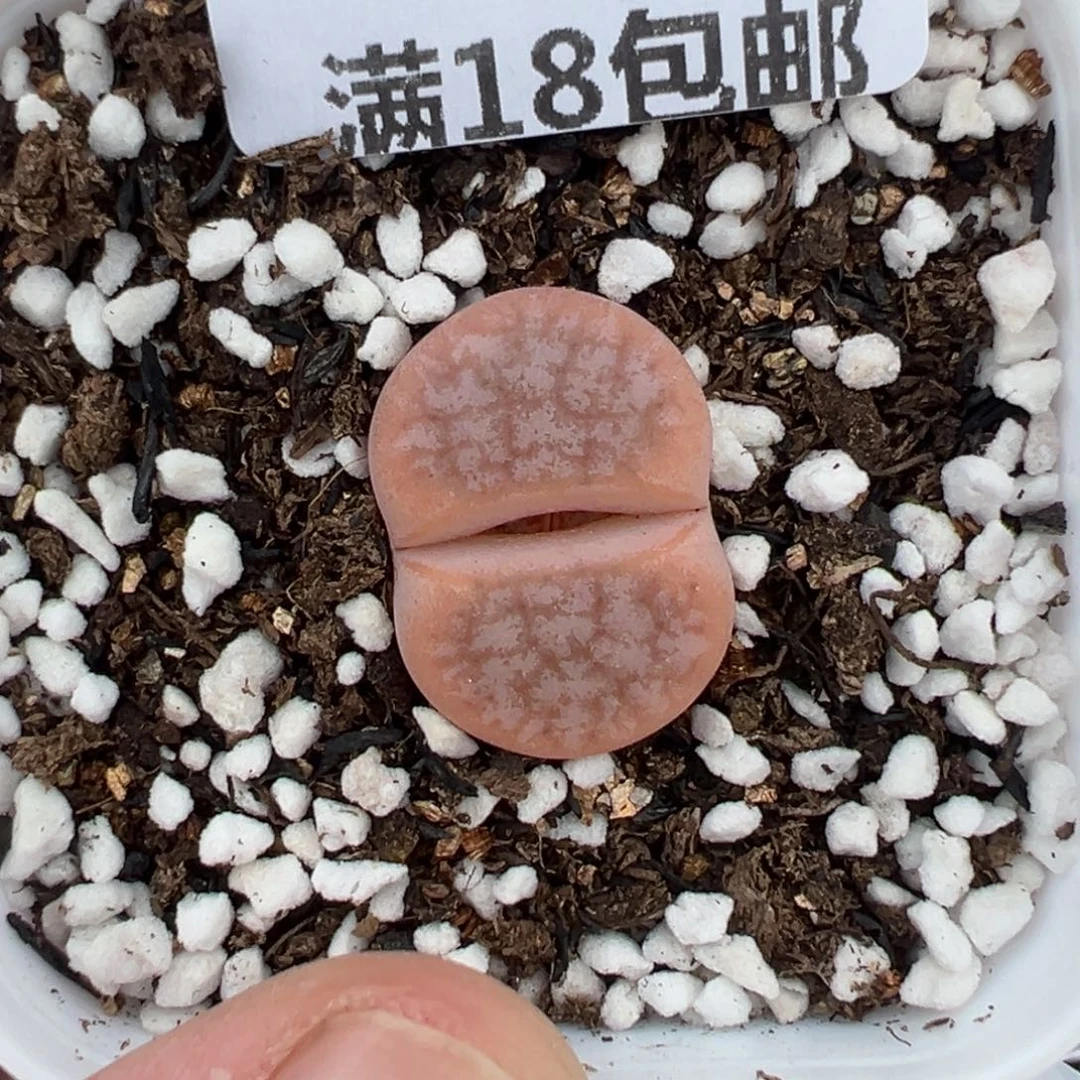 【闪购商品】1080……