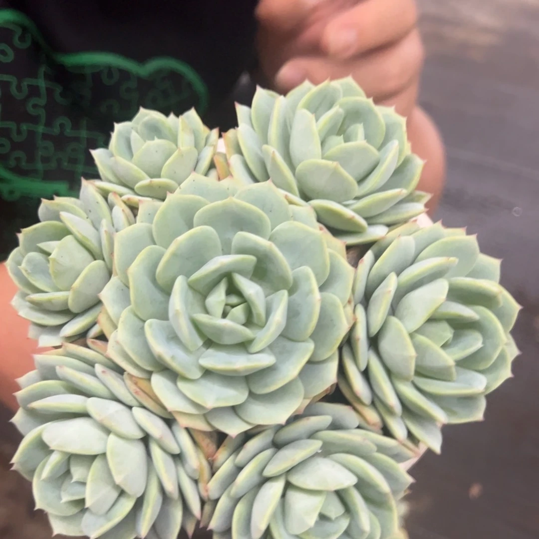 韩国恋曲六头起发