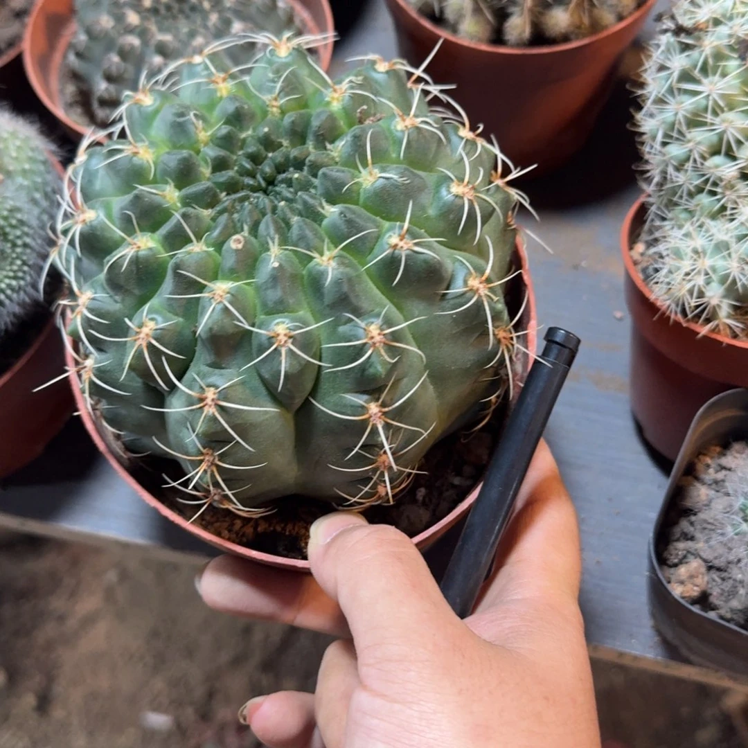 小***豚可口可乐了可口可乐