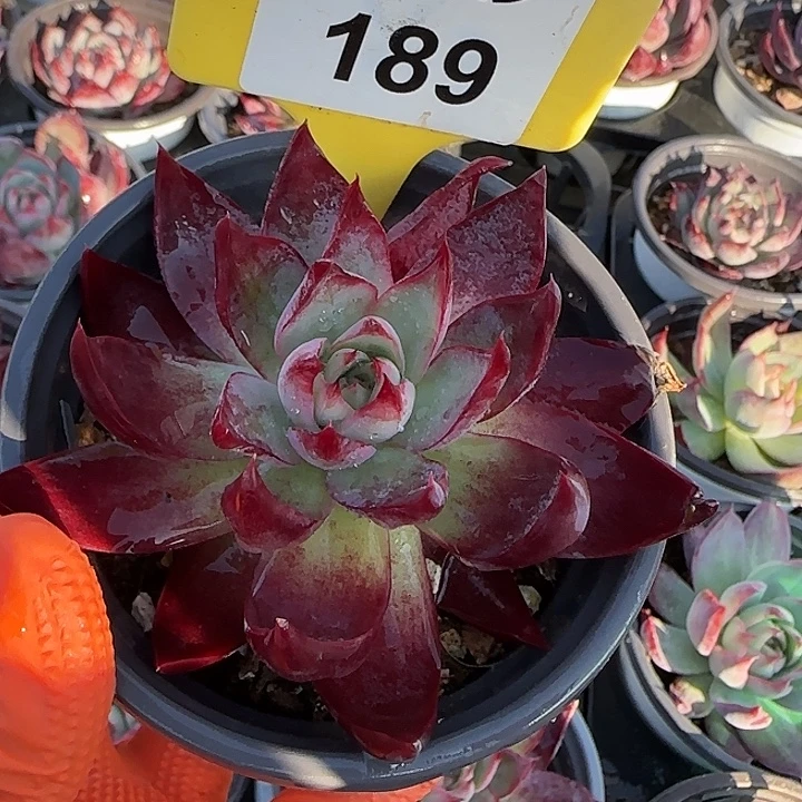 189 惊鸿仙子多肉植物7-9cm