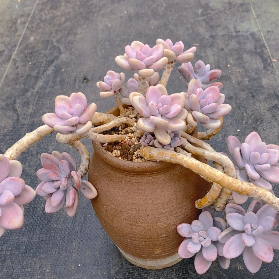 漂***瓶多肉植物肉肉植物