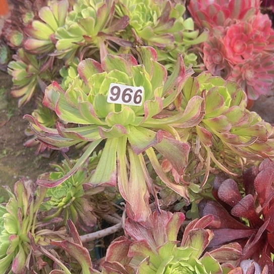 圈*多肉植物一个