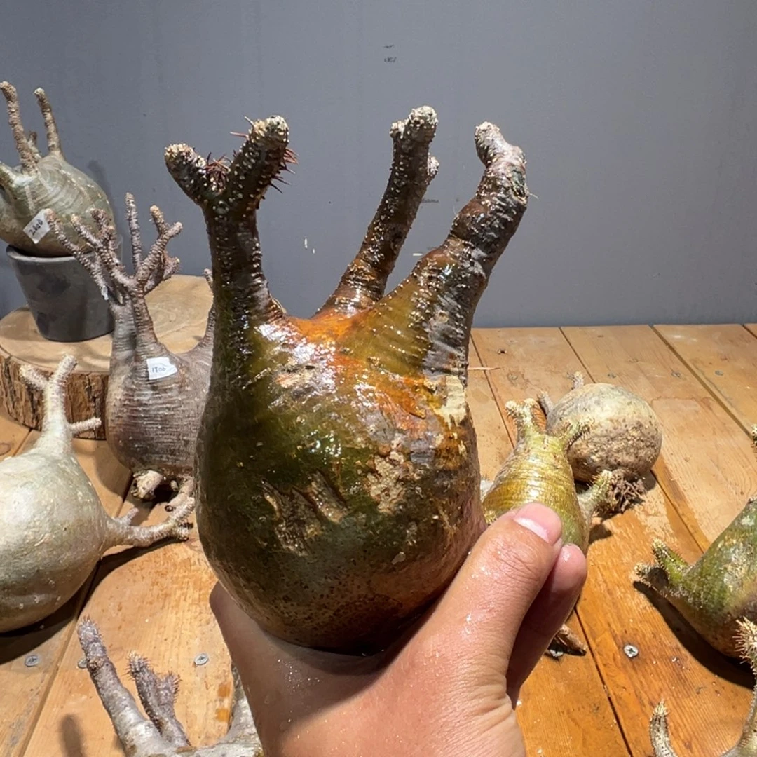 16象牙宫象牙宫象牙宫