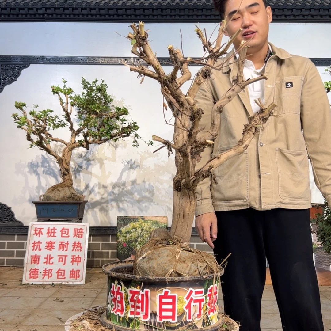 无花朵金银花开花15415845