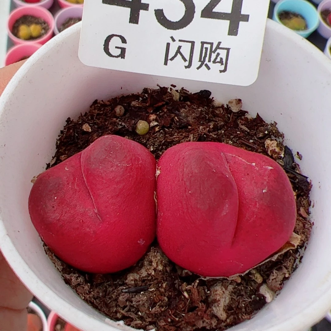 无花朵过我很喜欢这个G434