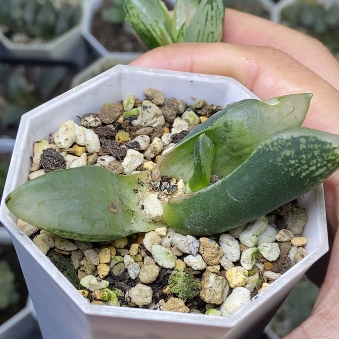 裹实生底座苗4月份发货