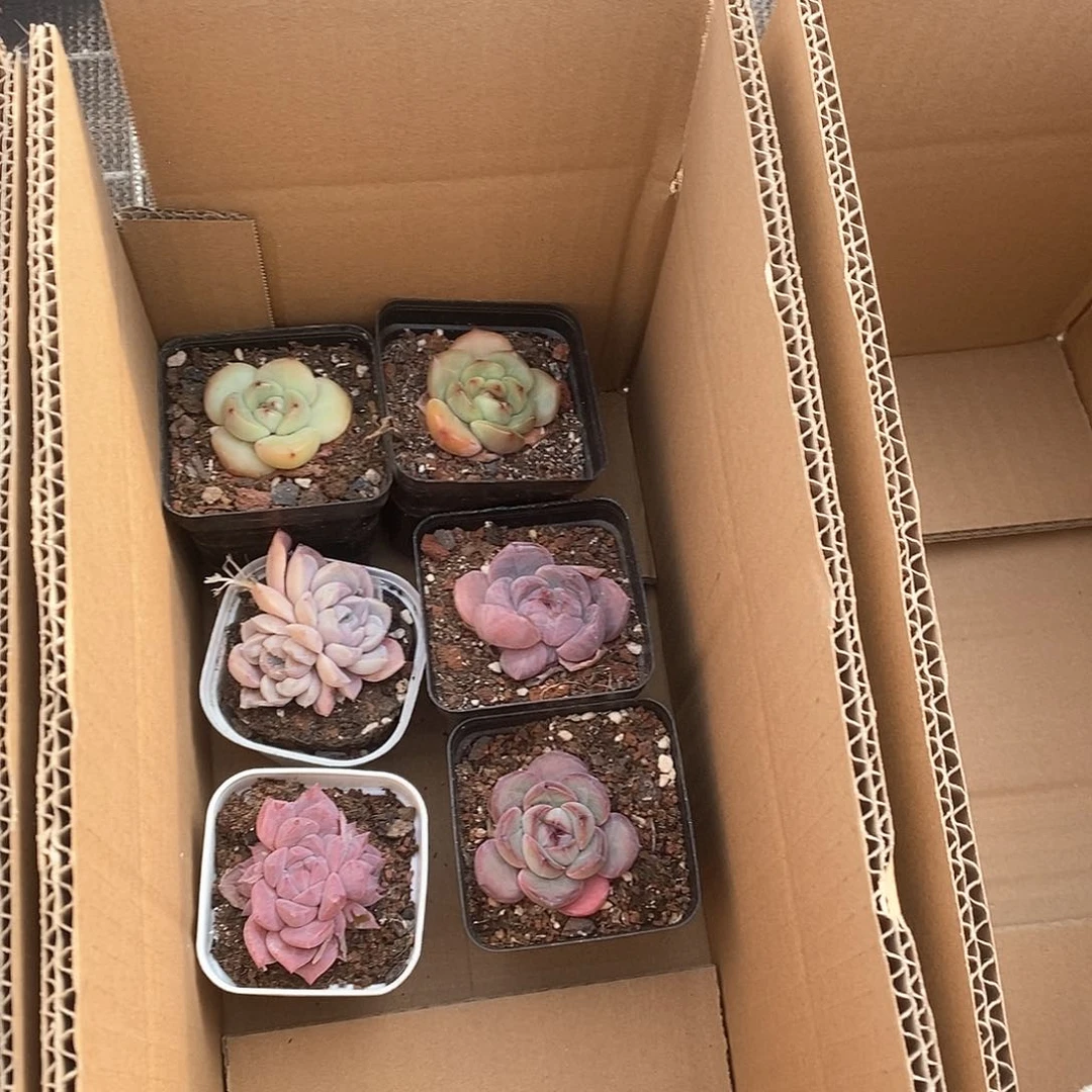 漪*小绿配糖心6720